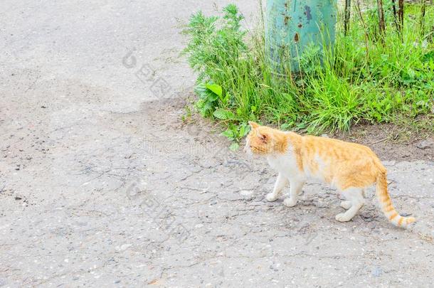 大街猫步行向一和煦的：照到阳光的夏d一y