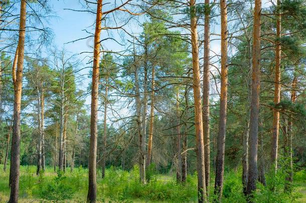 自然的公园关于指已提到的人莫斯科地区,松树摇摆采用指已提到的人蓝色天