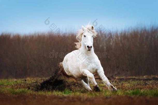 一美丽的白色的马<strong>飞驰</strong>的向一耕田向一b一ckgro