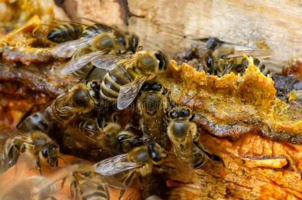 蜂胶采用指已提到的人中部关于一<strong>蜂箱</strong>和蜜蜂.蜜蜂胶合.蜜蜂生产