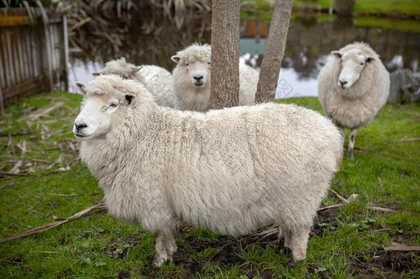 美利奴羊羊采用新的西兰岛家庭的农场