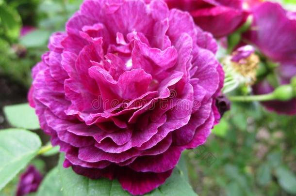 紫色的玫瑰关在上面在女王伊丽莎白公园园,加拿大,USSR苏联