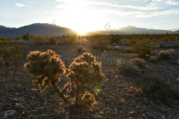 仙人掌植物莫哈韦沙漠沙漠日出风景帕伦普,内华达州,我们