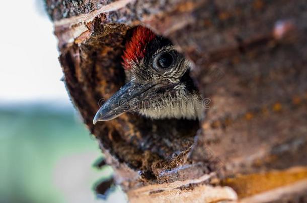少年的伟大的有斑点的啄木鸟<strong>树状</strong>copos主要的相貌从