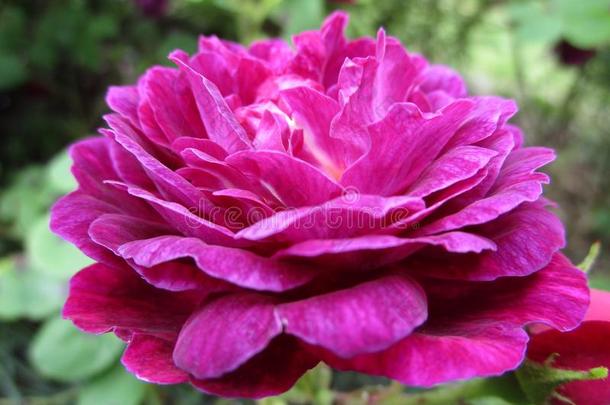 紫色的玫瑰关在上面在女王伊丽莎白公园园,加拿大,USSR苏联