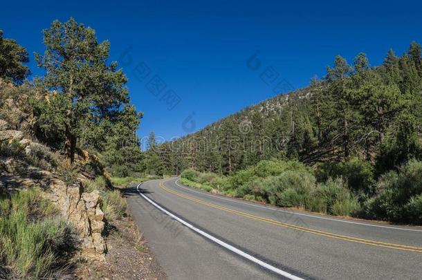 全景画关于森林路采用峡谷