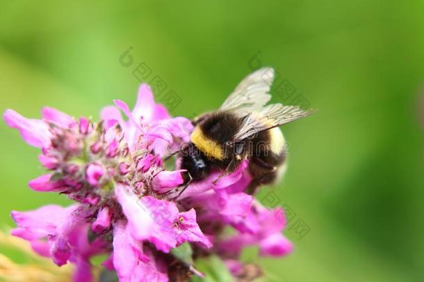 熊蜂霍托勒姆,花园大黄蜂,给传授花粉det.一些花采用SierraLeone塞拉利昂