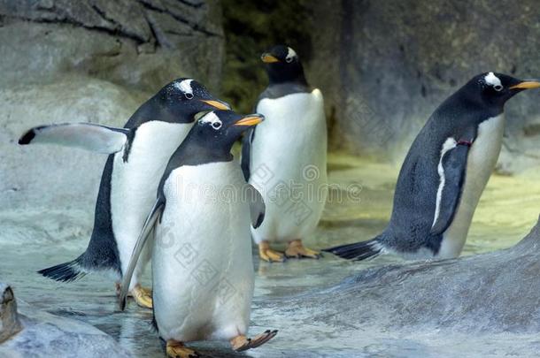 组关于巴布亚企鹅企鹅向指已提到的人岩石.企鹅撒布它的翅膀
