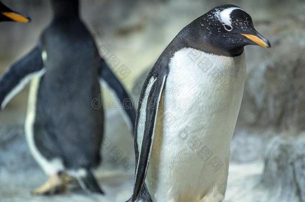 组关于巴布亚企鹅企鹅向指已提到的人岩石.企鹅撒布它的翅膀