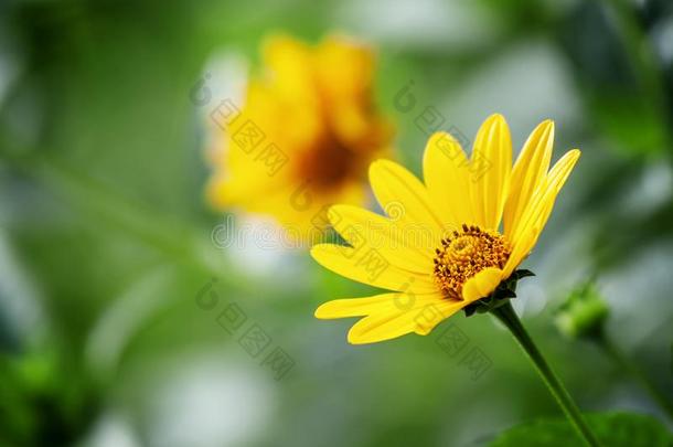 <strong>百</strong>里香,黄色的花,自然的夏背景,<strong>变</strong>模糊