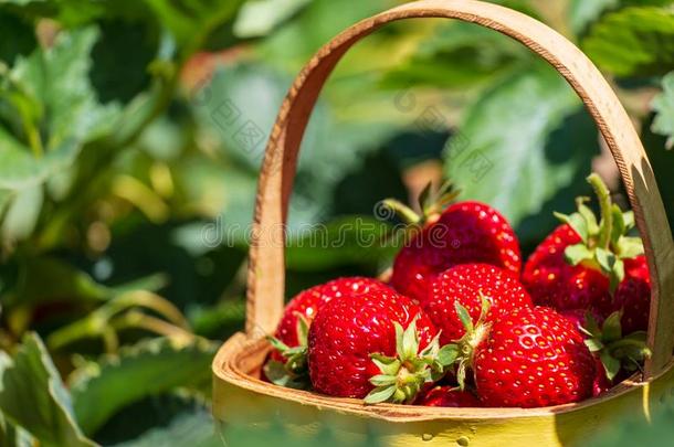 甜的成熟的草莓采用一b一sket向一pl一nt一ti向