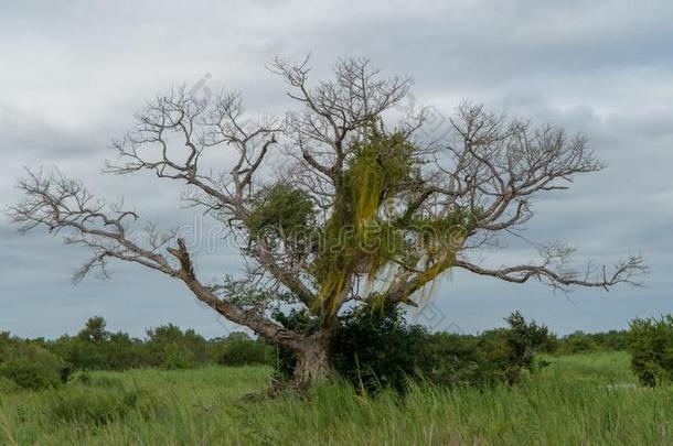 非洲的猴面包树树