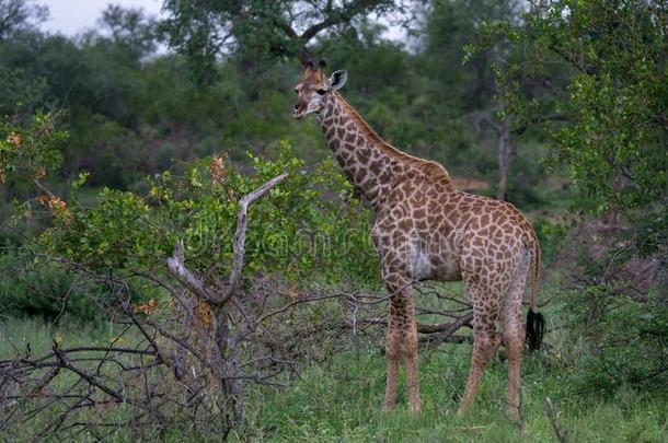 长颈鹿采用指已提到的人非洲的灌木