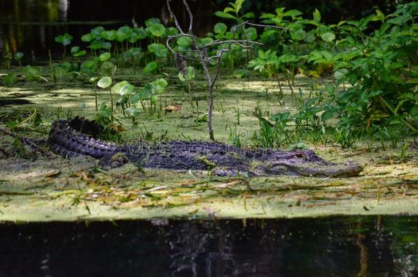 弗罗里达州短吻鳄围捕被捕食的动物采用一Spr采用g