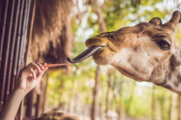<strong>幸福</strong>的年幼的女人观察和给食长颈鹿采用动物园.<strong>幸福</strong>的你