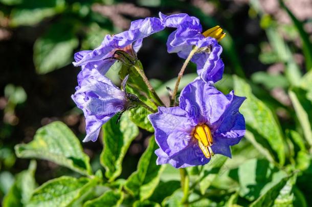 蓝色美丽的花关于盛开的马铃薯采用指已提到的人花园