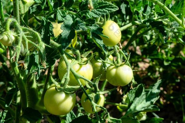 束关于翠绿的绿色的番茄生长的采用指已提到的人花园