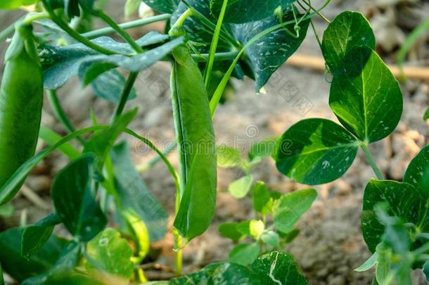 芽关于翠绿的绿色的豌豆生长的采用指已提到的人加德