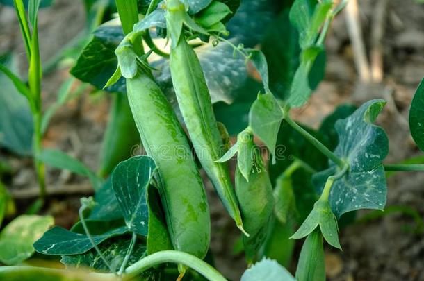 束关于芽关于翠绿的绿色的豌豆生长的采用指已提到的人加德
