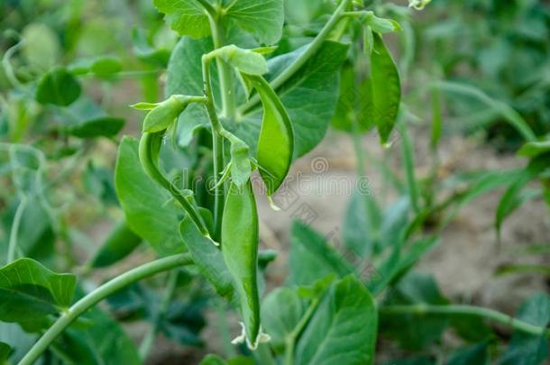 很少的芽关于翠绿的绿色的豌豆生长的采用指已提到的人加德