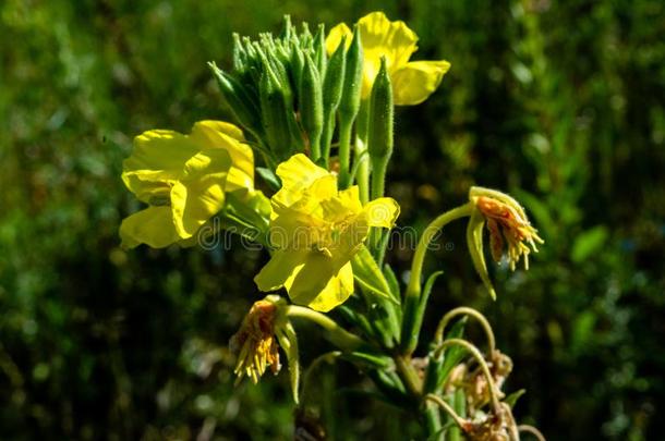 美丽的黄色的│草木犀属花生长的采用指已提到的人田