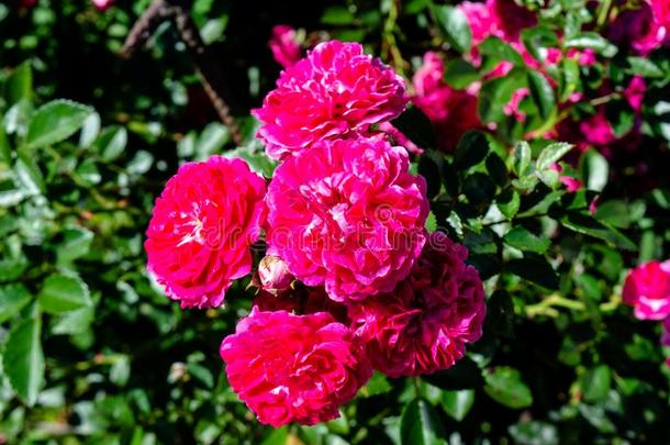 令人惊异的充满生机的粉红色的花束月季花采用指已提到的人花园
