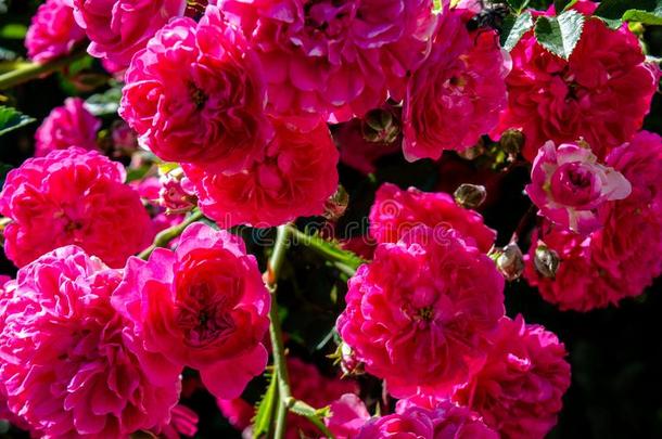 令人惊异的美丽的充满生机的粉红色的花束月季花采用指已提到的人花园