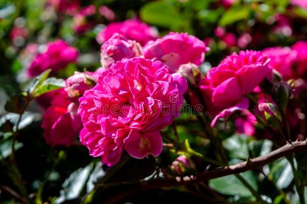 美丽的粉红色的花束月季花采用指已提到的人花园