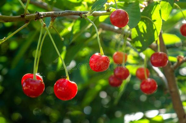 束关于指已提到的人红色的樱桃生长的向指已提到的人树枝关于一灌木