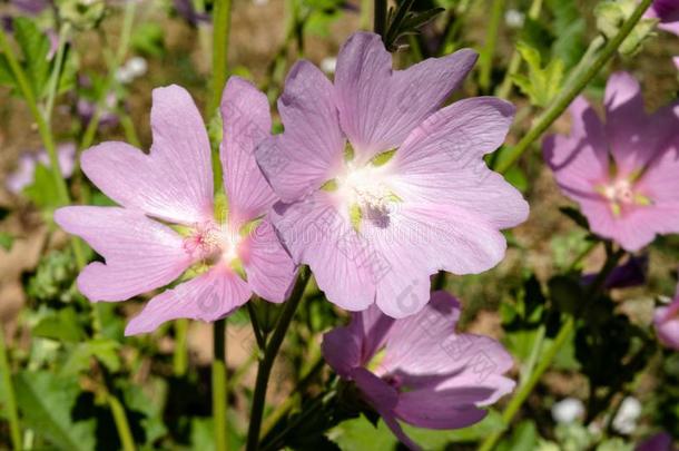 美丽的紫罗兰锦葵花生长的采用指已提到的人田在近处村民