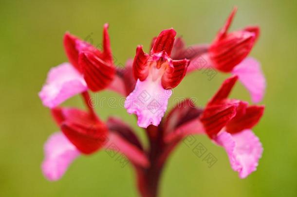 红门兰木瓜蛋白酶,粉红色的蝴蝶兰花,加格诺采用意大利.flores花