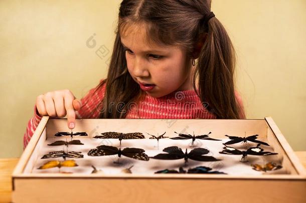 小的女孩仔细检查昆虫学收集关于热带的黄油