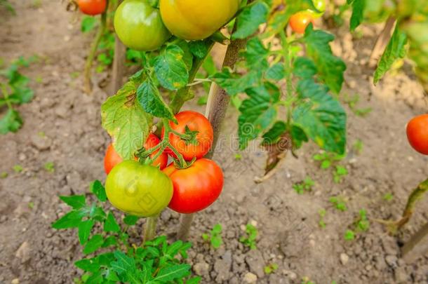 成熟的番茄生长的向指已提到的人树枝,耕种的采用指已提到的人花园,