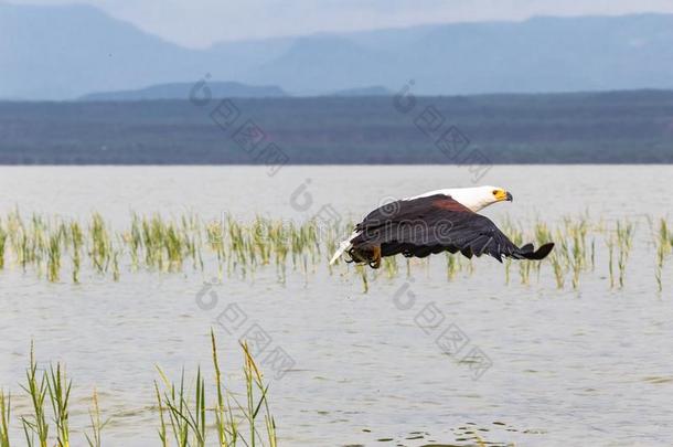 鹰试图抓取鱼从指已提到的人表面关于指已提到的人湖.巴林戈湖,视野