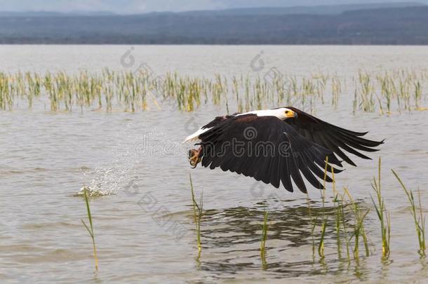 鹰试图抓取鱼从指已提到的人表面关于指已提到的人湖巴林戈.肯尼亚,audiofrequency音频