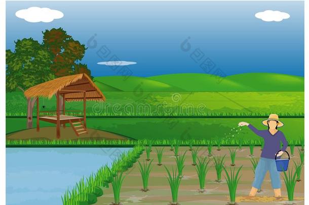 农场主播肥料采用稻田