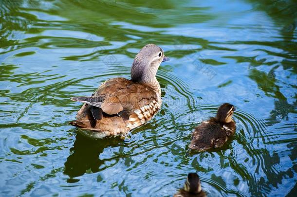 指已提到的人母亲和小孩关于m和ar采用鸭子采用湖边