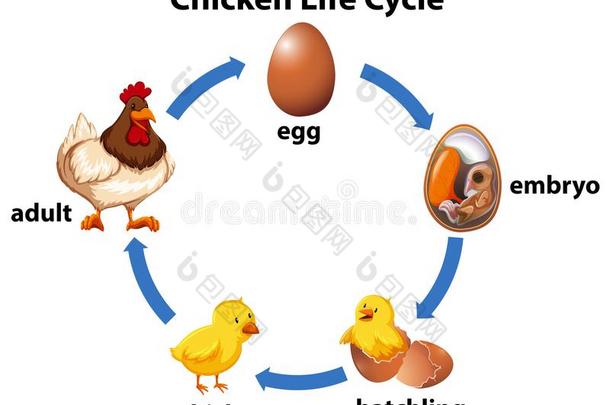 科学鸡生活循环