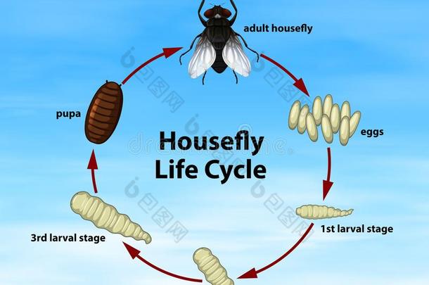 科学家蝇生活循环