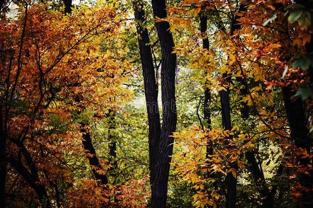 秋风景,每年落叶的森林.软的精心选择的集中
