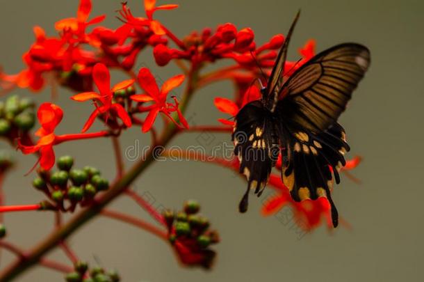 美丽的蝴蝶向一很漂亮的红色的花.