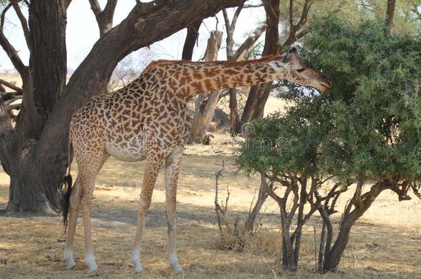 美丽地看法关于长颈鹿在警卫n在ional公园