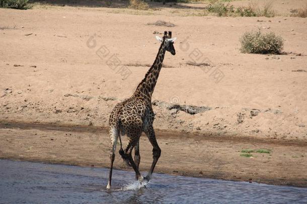 长颈鹿采用指已提到的人水一天时间.