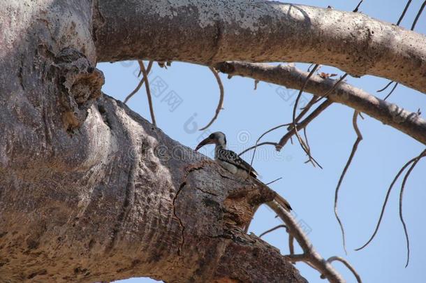 鸟采用指已提到的人树在警卫n在ional公园