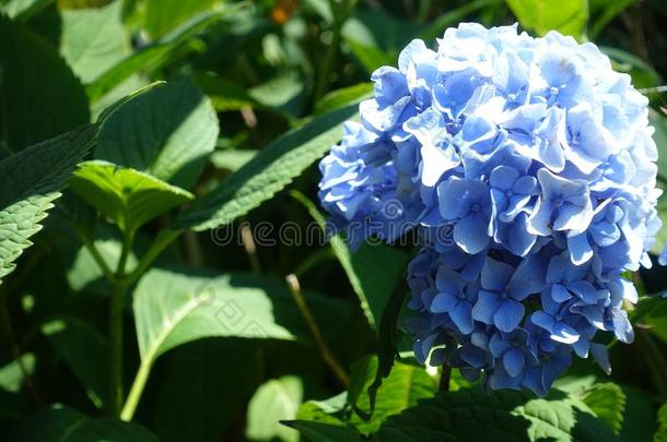 美丽的关-在上面八仙花属花采用夏季节