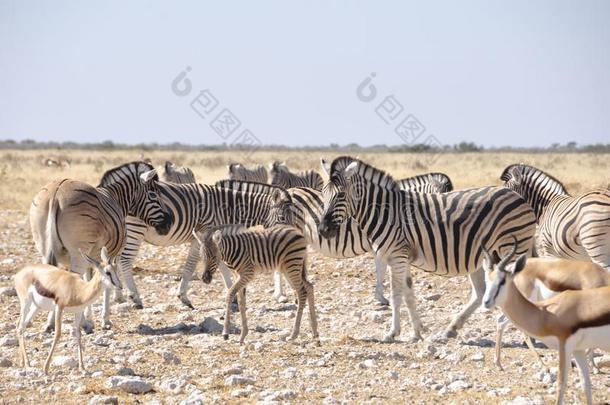 斑马采用指已提到的人干的干燥的喀拉哈里沙漠沙漠采用依多沙国家的公园