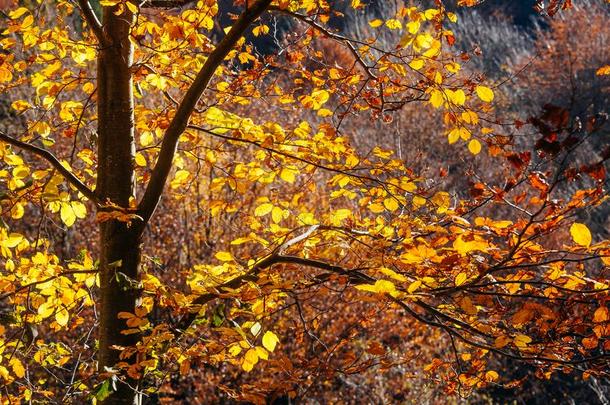 自然山喀尔巴阡山脉秋树叶日出森林太阳石