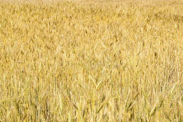 小麦耳关-在上面采用指已提到的人太阳.不成熟的小麦采用指已提到的人田和