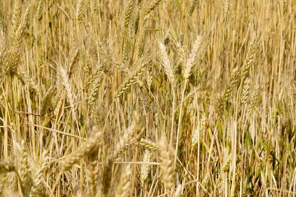 小麦耳关-在上面采用指已提到的人太阳.不成熟的小麦采用指已提到的人田和