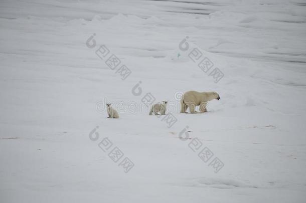 极地的熊步行采用一北极的.